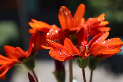 Close-up of water drops on orange flower