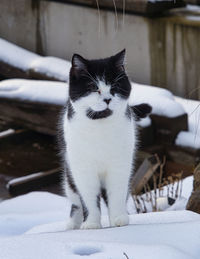 Cat in a snow