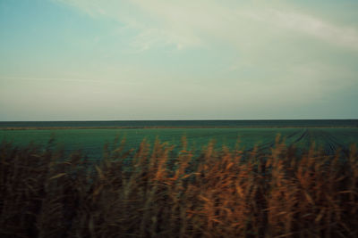 Scenic view of field against sky during sunset