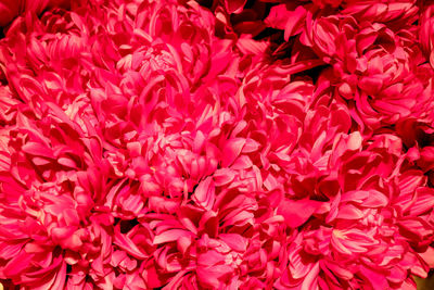 Full frame shot of red dahlia