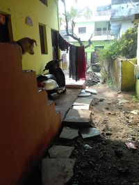 Cat on wall of building