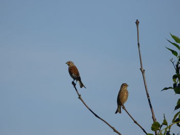 Low angle view of birds perching on tree against sky