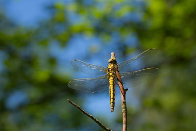 Close-up of damselfly on leaf