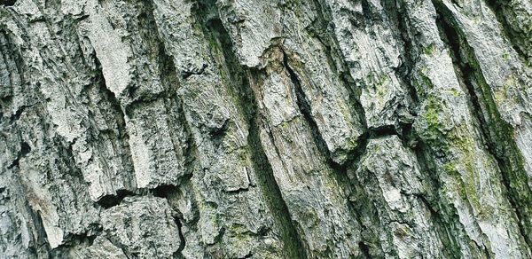 Full frame shot of tree trunk