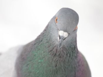 Close-up of bird against clear sky