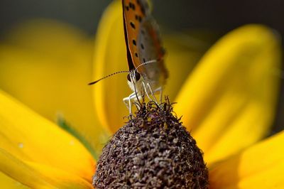 Close-up of butterfly pollinating on yellow flower