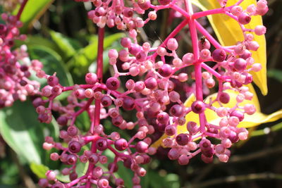 Purple medinilla speciosa flowers at lembang, east java