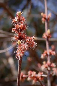 Close-up of wilted flower on tree