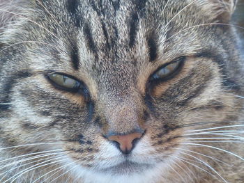 Close-up portrait of a cat