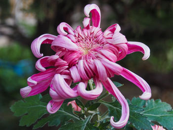 Close-up of pink flower