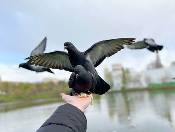 Close-up of bird flying over lake