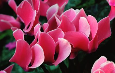 Close-up of pink flowers