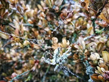 Close-up of snow on branch