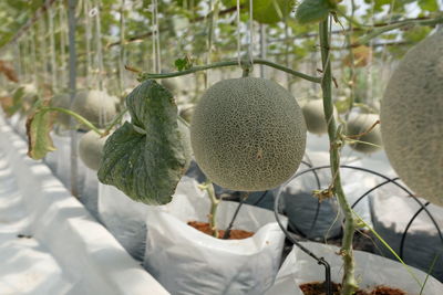 Close-up of fruits growing on tree