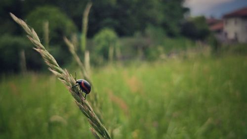 Black and red bug climbing on grass.
