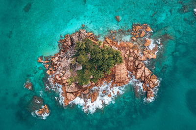 High angle view of coral in sea