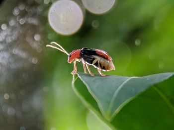 Close-up of insect on leaf