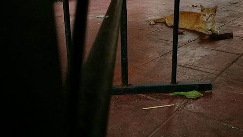 High angle view of cat on floor