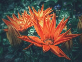 Close-up of red flower blooming outdoors