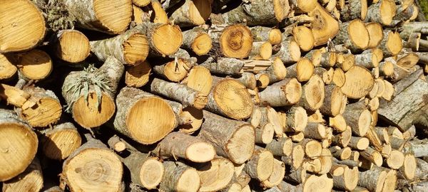 Full frame shot of logs in forest