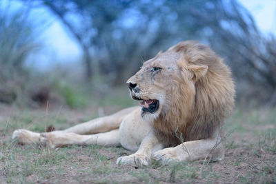 Lion relaxing on a field