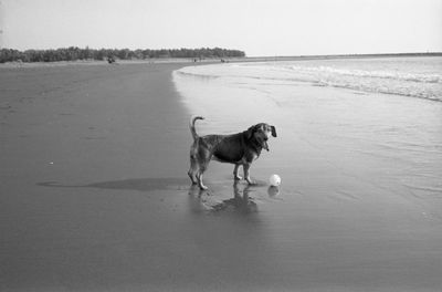 Dog standing on beach