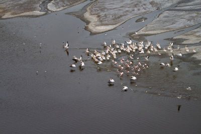 High angle view of birds swimming in lake