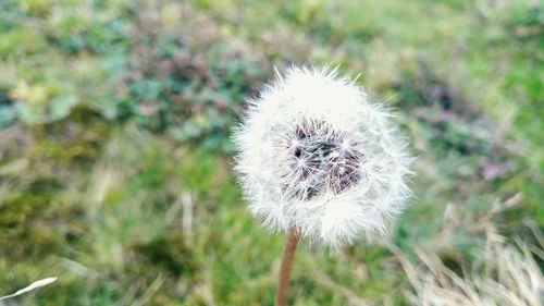 Close-up of dandelion against blurred background