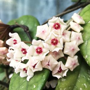 Close-up of white flowers blooming indoors