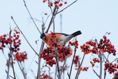 Bullfinch on a rowan branch