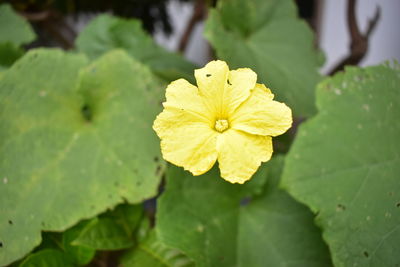 Close-up of yellow flowering plant