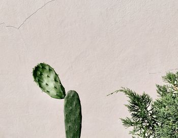 Directly above shot of cactus plant against wall