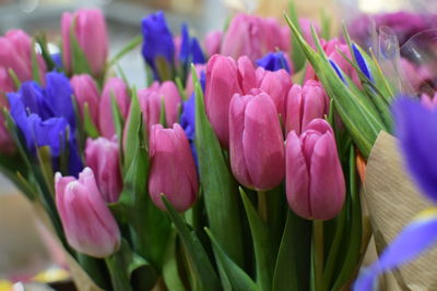 Close-up of pink tulips