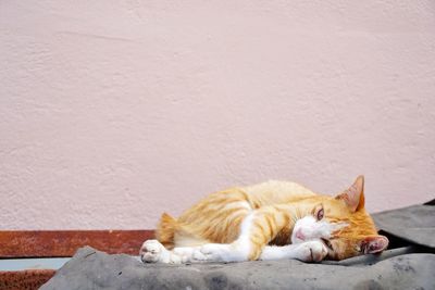 Cat sleeping on wall