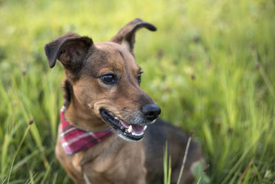 Portrait of a terrier dachshund mix outdoors