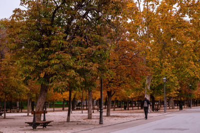 Trees in park during autumn