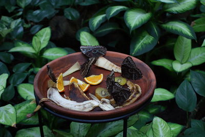 High angle view of fruits and leaves