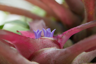 Close-up of pink rose flower