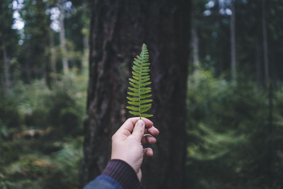 Midsection of person holding plant in forest