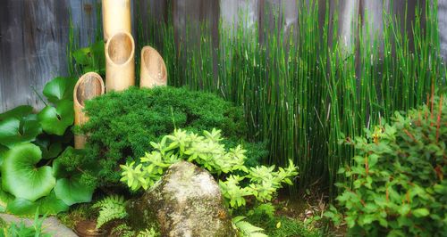 Plants growing on tree