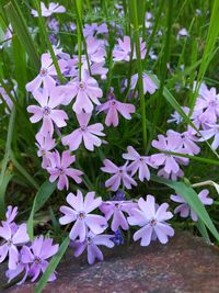 Close-up of purple flowering plants