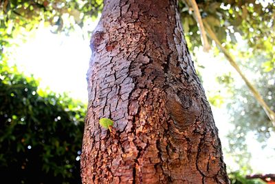 Close-up of lizard on tree trunk