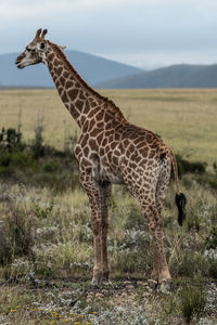Giraffe standing on field