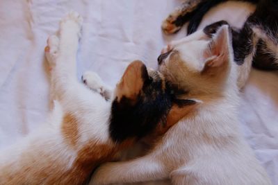 Cat sleeping on bed