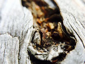 Close-up of insect on wood