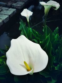 Close-up of white flower blooming outdoors