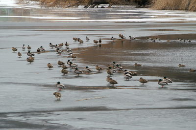 High angle view of birds swimming in lake