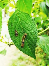 Close-up of insect on leaf