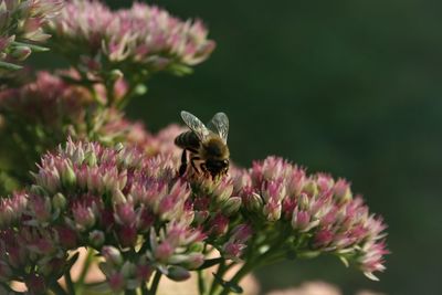 Close-up of bee pollinating on pink flower