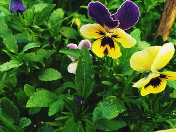 Close-up of yellow flowers blooming outdoors